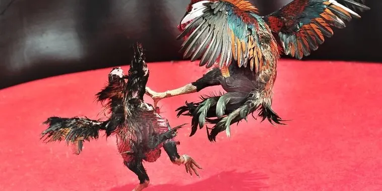 Hướng Dẫn Cách Chơi Đá Gà Sabong Tại 99OK Dành Cho Người Mới Bắt Đầu