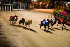 Cách Chơi Game Nhanh Đua Chó Tại 99OK Dễ Dàng Thắng Lớn