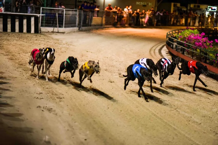 Cách Chơi Game Nhanh Đua Chó Tại 99OK Dễ Dàng Thắng Lớn