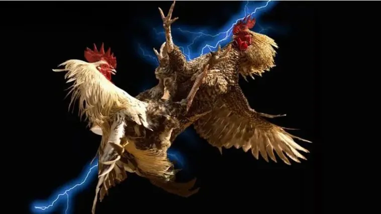 Hướng Dẫn Cách Chơi Đá Gà WS168 Tại 99OK Tối Ưu Cơ Hội Thắng Lớn