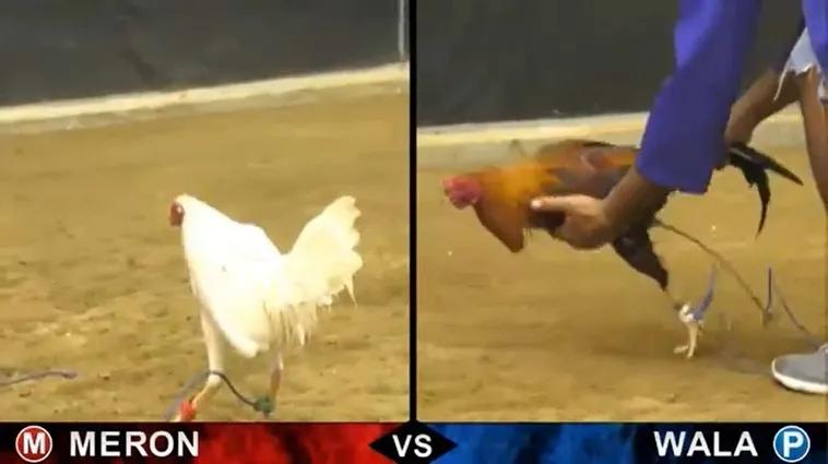 Đá Gà 99OK Giải Trí Đỉnh Cao Hấp Dẫn Cược Thủ Việt Nam